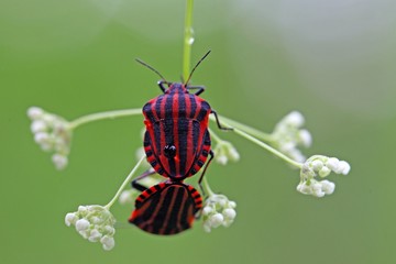 Italian Striped Bug