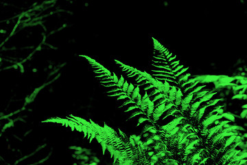 leaves of fern Polypodiophyta in a yew-boxwood forest. Krasnodar region. computer processing