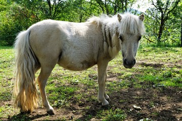 pony auf der wiese im sommer