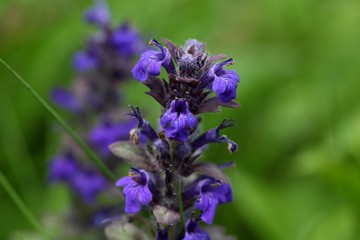Flowers of Geneva bugleweed
