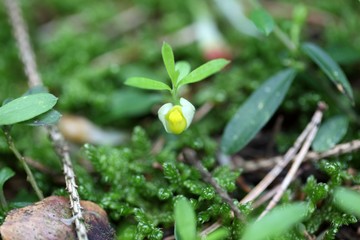 Flower of the shrubby milkwort