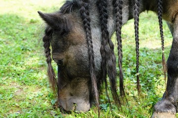 pony auf der wiese im sommer