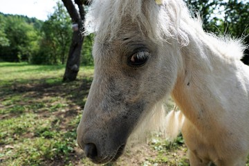 pony auf der wiese im sommer