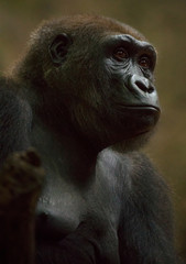 Silverback gorilla. Female.