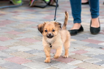 small dog on a leash with the hostess on a walk