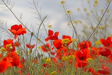 Flowers of common poppy in a field.