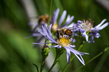 Bees on a purple wildflower garden