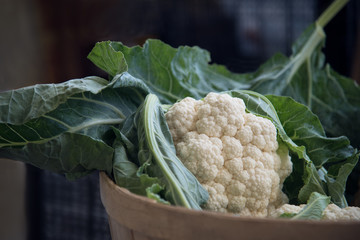fresh picked cauliflower in a basket
