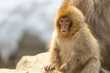Baby Macaque Face