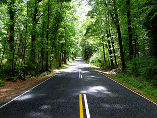 Fototapeta premium The Road in Forest