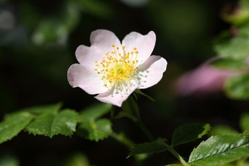 A flower of the harsh downy-rose