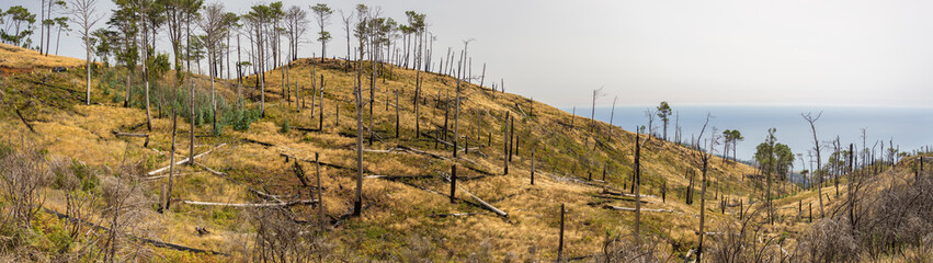 Fototapeta premium aftermath of forest fire in madeira