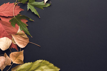 Autumn background. Fall. Multicolored autumn leaves on a black background. Image toned in trendy color.