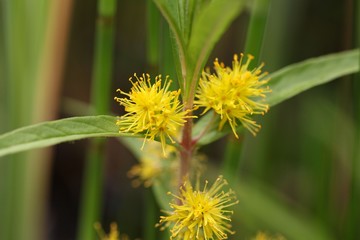 tufted loosestrife (Lysimachia thyrsiflora)
