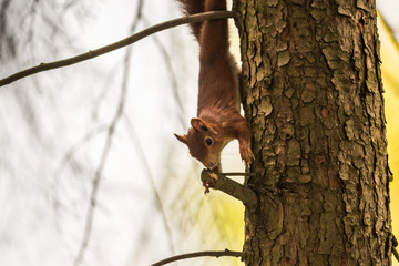 Eichhörnchen im Baum