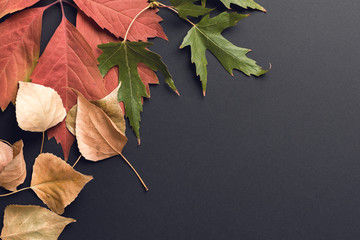 Autumn background. Fall. Multicolored autumn leaves on a black background. Image toned in trendy color.