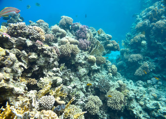 beautiful and diverse  coral reef and fish of  sea