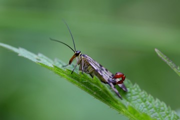 Common Scorpion Fly (Panorpa communis)