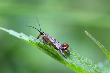 Fototapeta na wymiar Common Scorpion Fly (Panorpa communis)