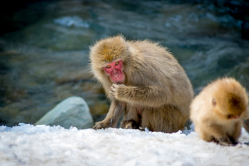 Naklejka premium Macaque Eating Snow
