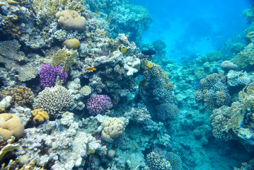 beautiful and diverse  coral reef and fish of  sea