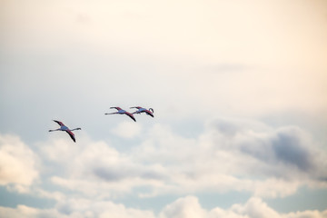 Flamingos in Italiens Salinen, Emilia Romagna