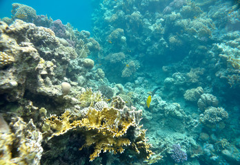 Naklejka na ściany i meble beautiful and diverse coral reef and fish of sea