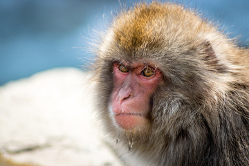 Angry Japanese Macaque
