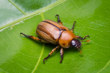 close up may beetle or cockchafer on leave green