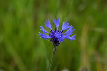 Cornflower (Centaurea cyanus)