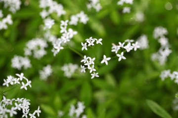 Flowers of sweetscented bedstraw (Galium odoratum)