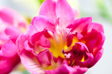 Obraz na płótnie Canvas Beautiful freesia flower with details 