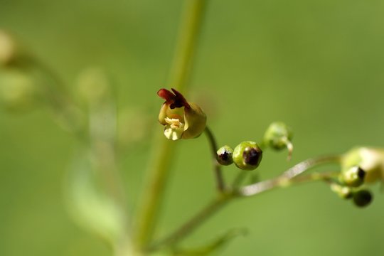 Woodland figwort (Scrophularia nodosa) flowers