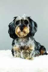 Wirehaired dapple daschund in studio