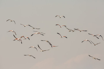 Flamingos in Italiens Salinen, Emilia Romagna