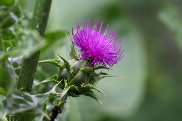 Scotch Thistle (Silybum marianum)