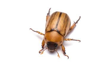 close up may beetle or cockchafer isolated on white background