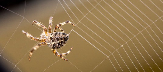 Spider building web