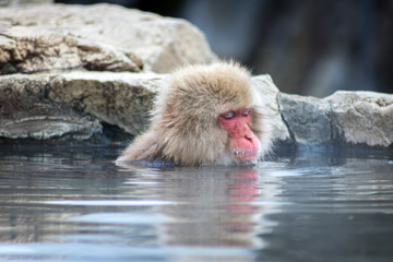 Fototapeta premium Macaque Relaxing In Onsen