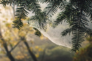 spider web with dew in the forest