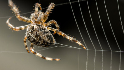 close up of spider spinnerets building a web
