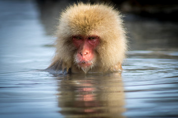 Monkey In Hot Spring