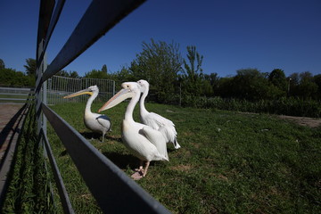 Two white pelicans in zoo on green grass.
