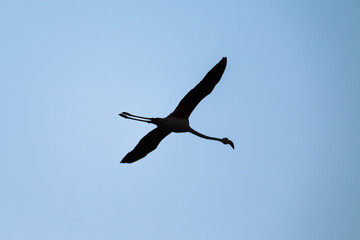 Flamingos in Italiens Salinen, Emilia Romagna