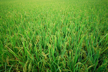 paddy rice in field ,thailand