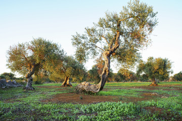 Xylella sick olive tree