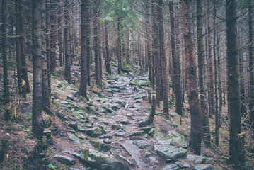 path in the forest in the Carpathian mountains