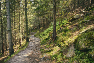 Obraz premium path in the forest in the Carpathian mountains
