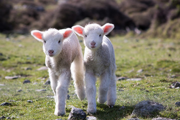 New Zealand Lambs 