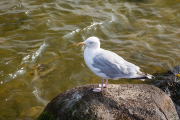 Silbermöwe (Larus argentatus) 